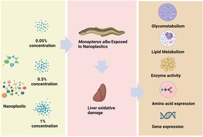 Effects of polystyrene nanoplastic exposure on energy metabolism, lipid metabolism, and amino acid changes in Monopterus albus